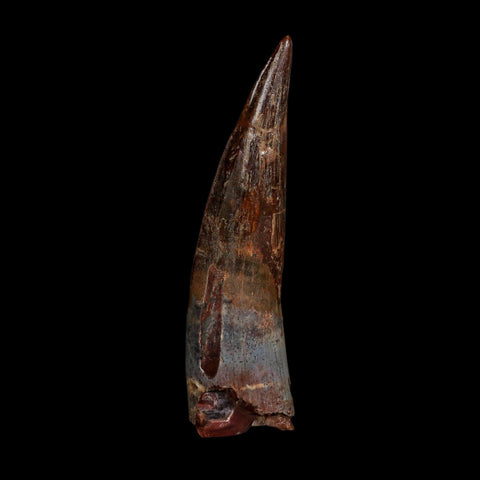 XL 3.8" Spinosaurus Fossil Tooth 100 Million Years Old Cretaceous Dinosaur COA