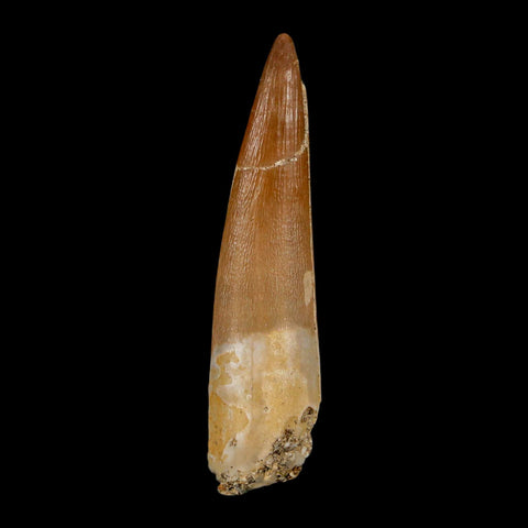 XL 2.1" Plesiosaur Zarafasaura Tooth Fossil Cretaceous Dinosaur Era COA, Stand - Fossil Age Minerals