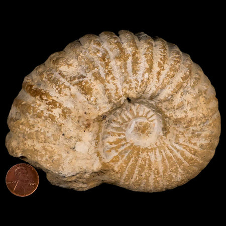 4.8" Acanthoceras Ammonite Fossil Agadir Morocco 360 Million Year Old COA