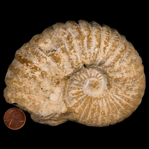 4.8" Acanthoceras Ammonite Fossil Agadir Morocco 360 Million Year Old COA - Fossil Age Minerals
