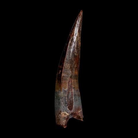 XL 3.8" Spinosaurus Fossil Tooth 100 Million Years Old Cretaceous Dinosaur COA