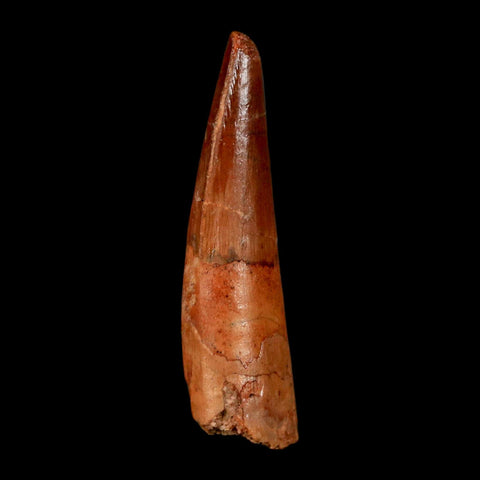1.7" Spinosaurus Fossil Tooth 100 Million Years Old Cretaceous Dinosaur COA Stand