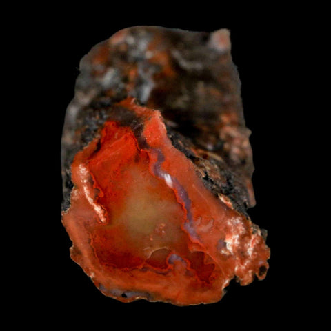 3" Fossilized Rainbow Petrified Wood Branch Arizona 66-150 Mil Yrs Old