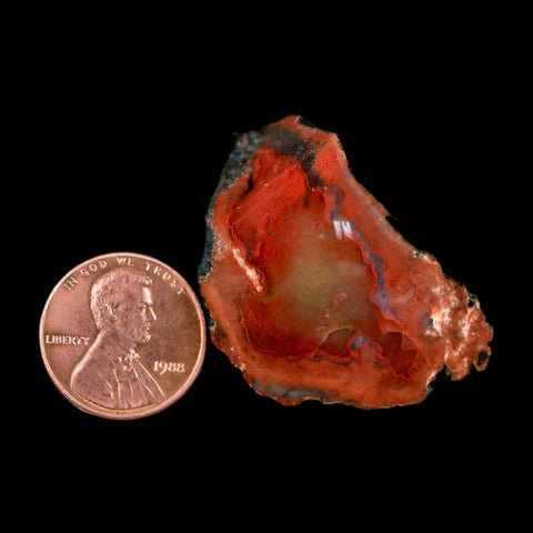 3" Fossilized Rainbow Petrified Wood Branch Arizona 66-150 Mil Yrs Old