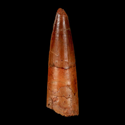 1.7" Spinosaurus Fossil Tooth 100 Million Years Old Cretaceous Dinosaur COA Stand
