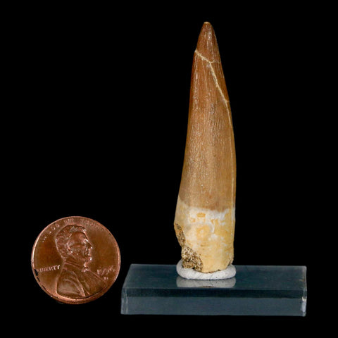 XL 2.1" Plesiosaur Zarafasaura Tooth Fossil Cretaceous Dinosaur Era COA, Stand - Fossil Age Minerals