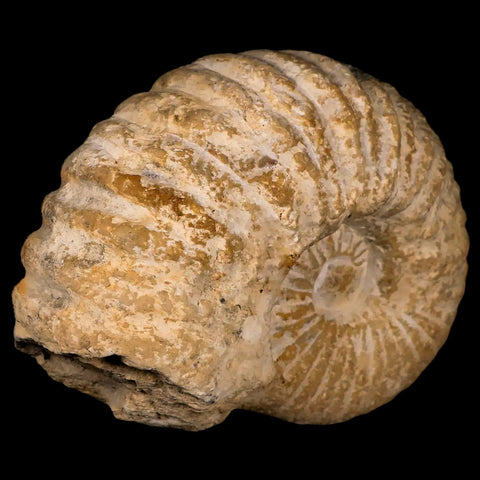4.8" Acanthoceras Ammonite Fossil Agadir Morocco 360 Million Year Old COA - Fossil Age Minerals