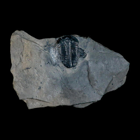 XL 1.5" Elrathia Kingi Trilobite Fossil In Matrix House Range Utah Cambrian Age COA - Fossil Age Minerals