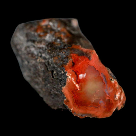 3" Fossilized Rainbow Petrified Wood Branch Arizona 66-150 Mil Yrs Old