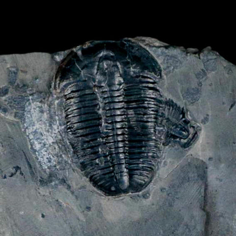 XL 1.5" Elrathia Kingi Trilobite Fossil In Matrix House Range Utah Cambrian Age COA - Fossil Age Minerals