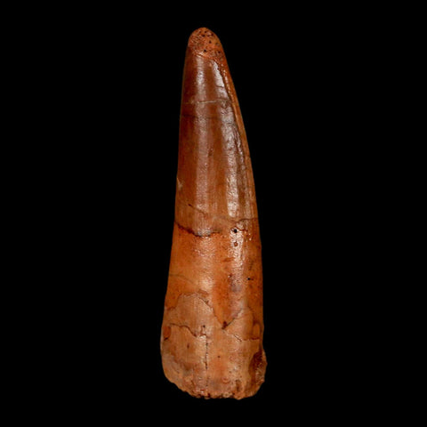 1.7" Spinosaurus Fossil Tooth 100 Million Years Old Cretaceous Dinosaur COA Stand