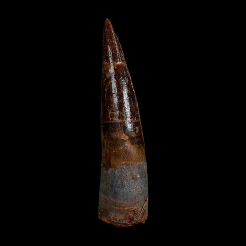 XL 3.8" Spinosaurus Fossil Tooth 100 Million Years Old Cretaceous Dinosaur COA