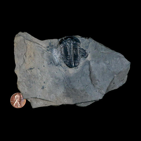 XL 1.5" Elrathia Kingi Trilobite Fossil In Matrix House Range Utah Cambrian Age COA - Fossil Age Minerals