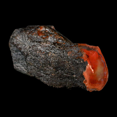 3" Fossilized Rainbow Petrified Wood Branch Arizona 66-150 Mil Yrs Old