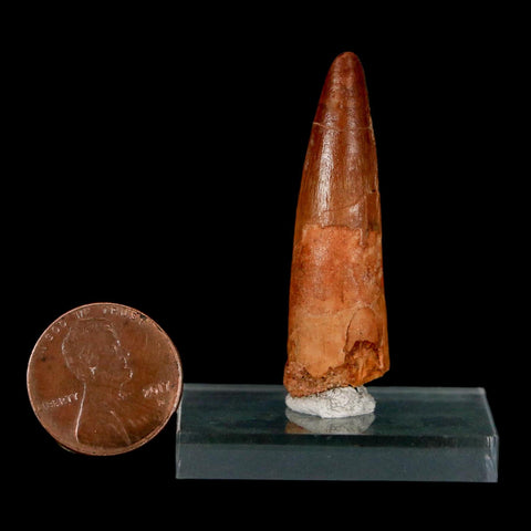 1.7" Spinosaurus Fossil Tooth 100 Million Years Old Cretaceous Dinosaur COA Stand