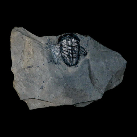 XL 1.5" Elrathia Kingi Trilobite Fossil In Matrix House Range Utah Cambrian Age COA - Fossil Age Minerals