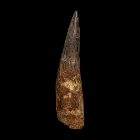 XL 4.2" Spinosaurus Fossil Tooth 100 Million Years Old Cretaceous Dinosaur COA