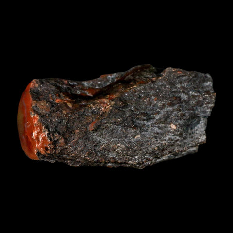 3" Fossilized Rainbow Petrified Wood Branch Arizona 66-150 Mil Yrs Old