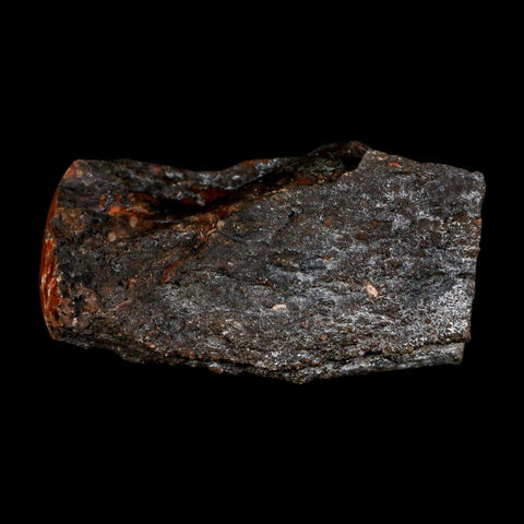 3" Fossilized Rainbow Petrified Wood Branch Arizona 66-150 Mil Yrs Old