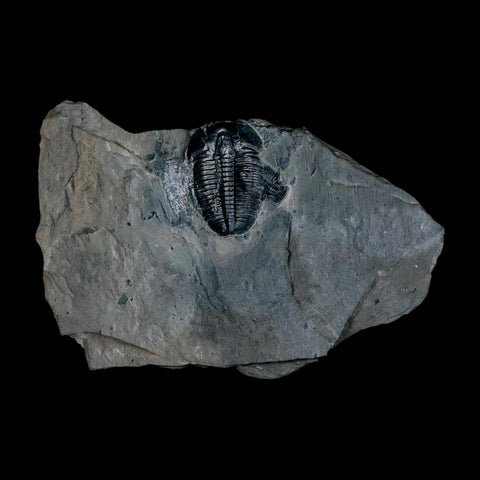 XL 1.5" Elrathia Kingi Trilobite Fossil In Matrix House Range Utah Cambrian Age COA - Fossil Age Minerals