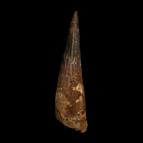 XL 4.2" Spinosaurus Fossil Tooth 100 Million Years Old Cretaceous Dinosaur COA