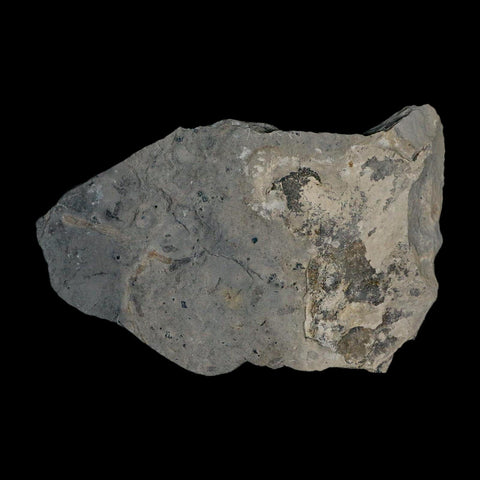 XL 1.5" Elrathia Kingi Trilobite Fossil In Matrix House Range Utah Cambrian Age COA - Fossil Age Minerals
