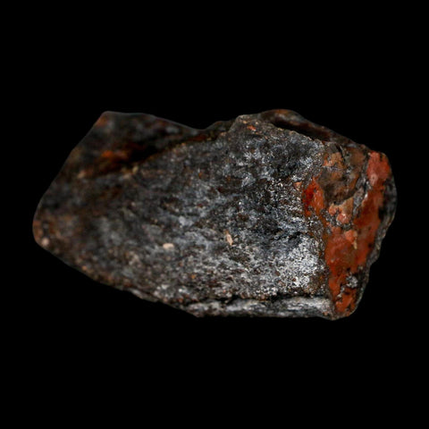 3" Fossilized Rainbow Petrified Wood Branch Arizona 66-150 Mil Yrs Old