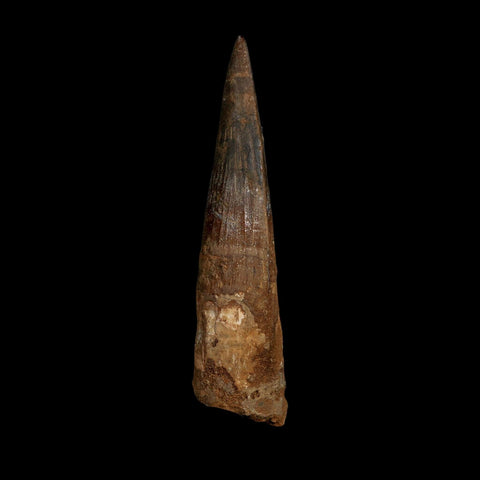 XL 4.2" Spinosaurus Fossil Tooth 100 Million Years Old Cretaceous Dinosaur COA