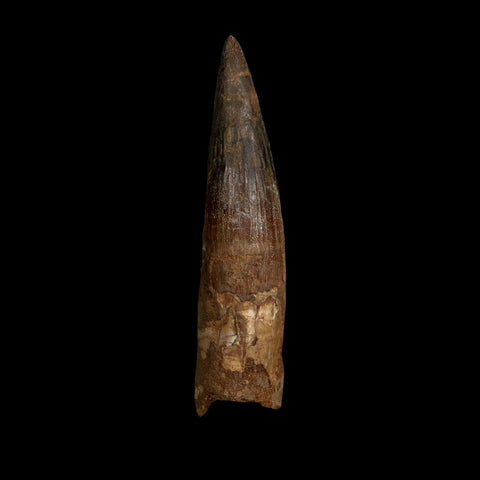 XL 4.2" Spinosaurus Fossil Tooth 100 Million Years Old Cretaceous Dinosaur COA