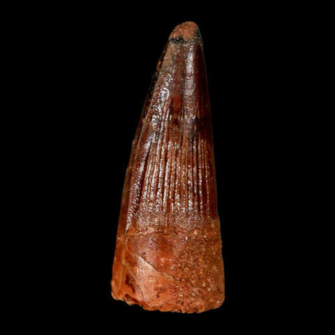 1.5" Spinosaurus Fossil Tooth 100 Million Years Old Cretaceous Dinosaur COA Stand