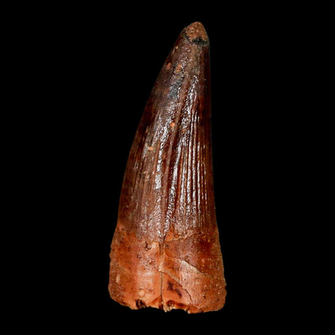 1.5" Spinosaurus Fossil Tooth 100 Million Years Old Cretaceous Dinosaur COA Stand