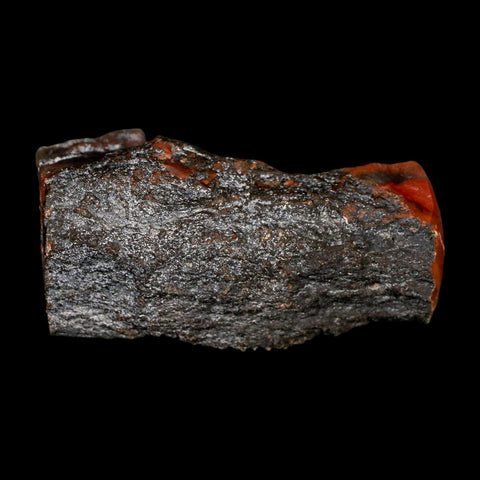 3" Fossilized Rainbow Petrified Wood Branch Arizona 66-150 Mil Yrs Old