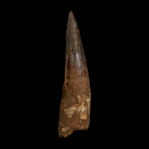 XL 4.2" Spinosaurus Fossil Tooth 100 Million Years Old Cretaceous Dinosaur COA