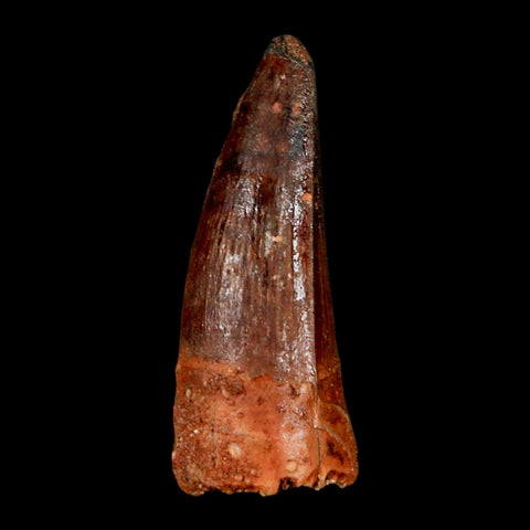 1.5" Spinosaurus Fossil Tooth 100 Million Years Old Cretaceous Dinosaur COA Stand
