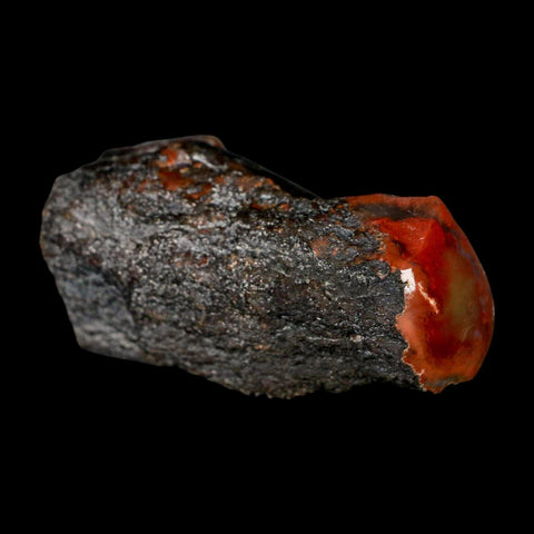 3" Fossilized Rainbow Petrified Wood Branch Arizona 66-150 Mil Yrs Old