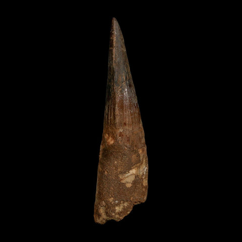 XL 4.2" Spinosaurus Fossil Tooth 100 Million Years Old Cretaceous Dinosaur COA