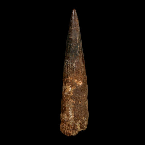 XL 4.2" Spinosaurus Fossil Tooth 100 Million Years Old Cretaceous Dinosaur COA