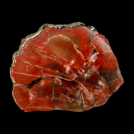 XL 5.9" Fossilized Rainbow Petrified Wood Branch Arizona 66-150 Mil Yrs Old