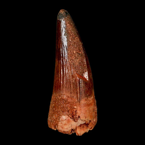 1.5" Spinosaurus Fossil Tooth 100 Million Years Old Cretaceous Dinosaur COA Stand