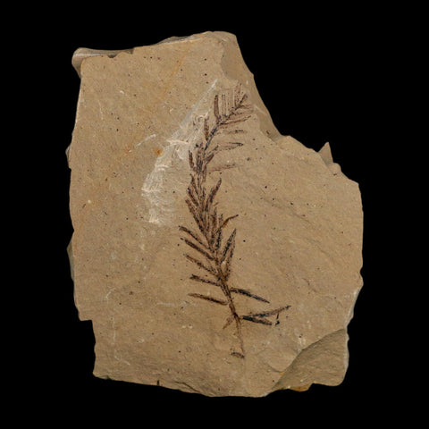 2.1" Detailed Fossil Plant Leafs Metasequoia Dawn Redwood Oligocene Age MT COA