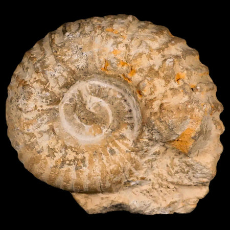 3.3" Acanthoceras Ammonite Fossil Agadir Morocco 360 Million Year Old COA