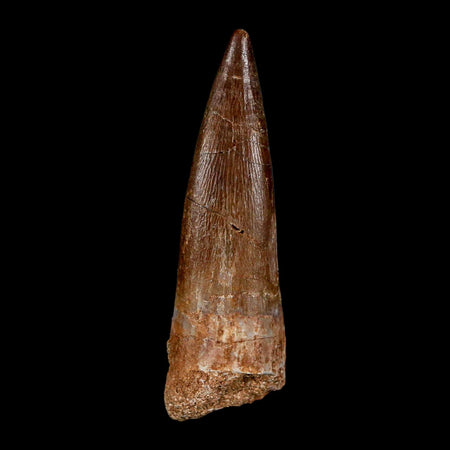 1.9" Plesiosaur Zarafasaura Tooth Fossil Cretaceous Dinosaur Era COA, Stand