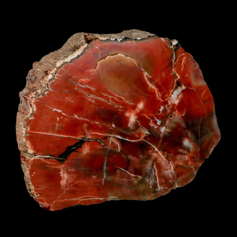 XL 5.9" Fossilized Rainbow Petrified Wood Branch Arizona 66-150 Mil Yrs Old