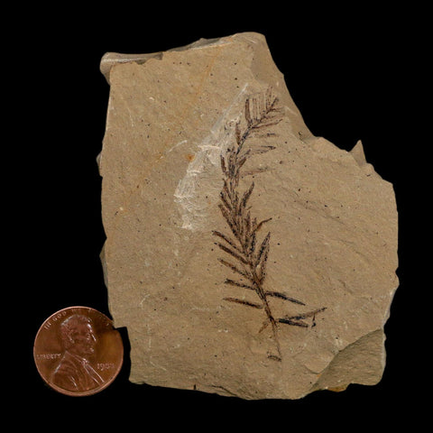 2.1" Detailed Fossil Plant Leafs Metasequoia Dawn Redwood Oligocene Age MT COA