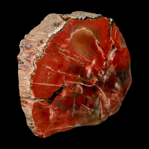 XL 5.9" Fossilized Rainbow Petrified Wood Branch Arizona 66-150 Mil Yrs Old