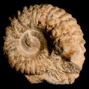 3.3" Acanthoceras Ammonite Fossil Agadir Morocco 360 Million Year Old COA