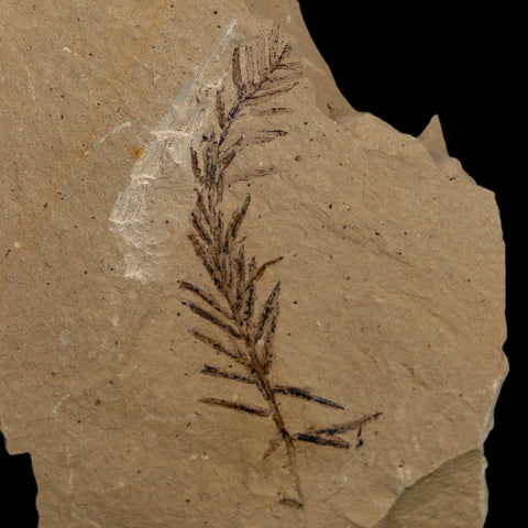 2.1" Detailed Fossil Plant Leafs Metasequoia Dawn Redwood Oligocene Age MT COA