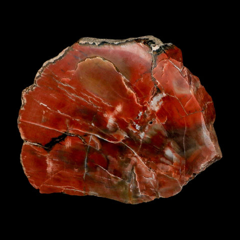 XL 5.9" Fossilized Rainbow Petrified Wood Branch Arizona 66-150 Mil Yrs Old