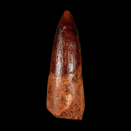 1.9" Spinosaurus Fossil Tooth 100 Million Years Old Cretaceous Dinosaur COA Stand