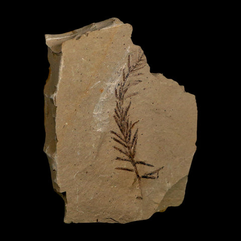 2.1" Detailed Fossil Plant Leafs Metasequoia Dawn Redwood Oligocene Age MT COA